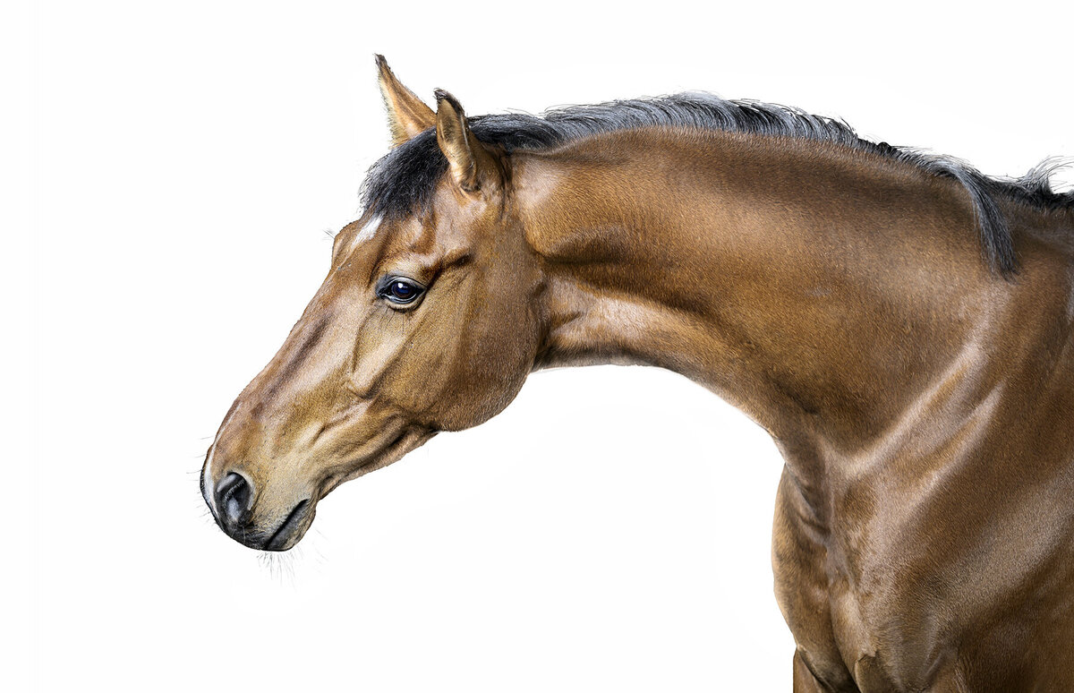 Horse Portrait  Photography White Background_1